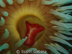 fish eating anemone, urticina piscivora by Scott Gabara 